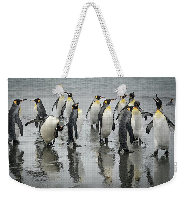 King Penguin Weekender Tote Bag featuring the photograph King Penguins of South Georgia by Makiko Ishihara