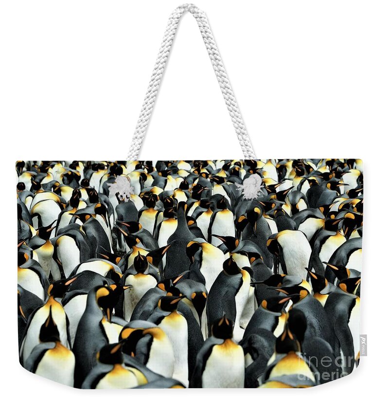 Penguins Weekender Tote Bag featuring the photograph Kings of the Falklands by Darcy Dietrich