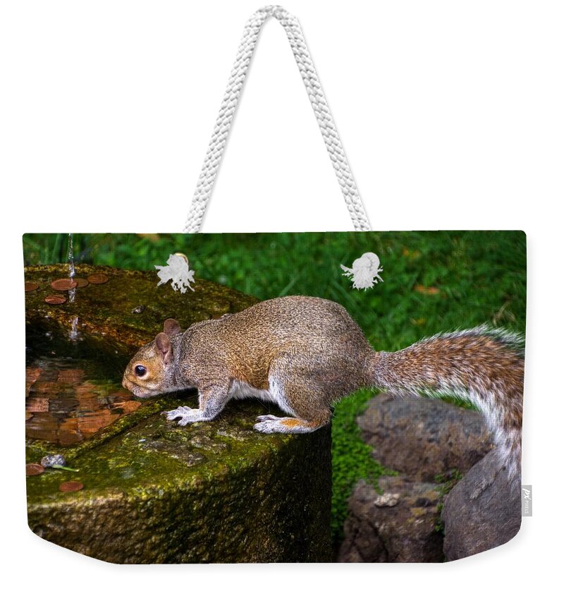 Kyoto Gardens Weekender Tote Bag featuring the photograph Kyoto Gardens Squirrel by Raymond Hill