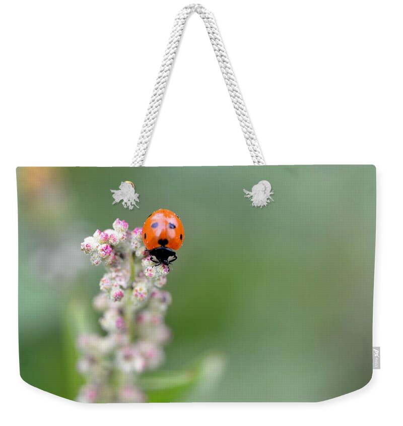 Lady Bug Weekender Tote Bag featuring the photograph Lady Bug 1 by Amy Fose