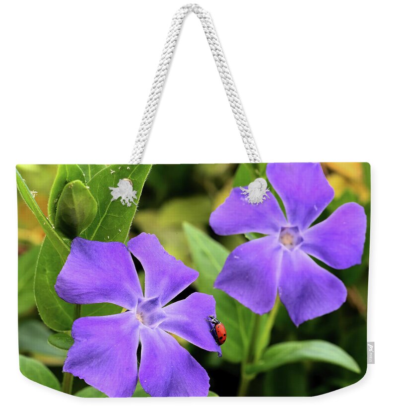 Lady Bug Weekender Tote Bag featuring the photograph Lady Bug on Vinca by Bob Falcone