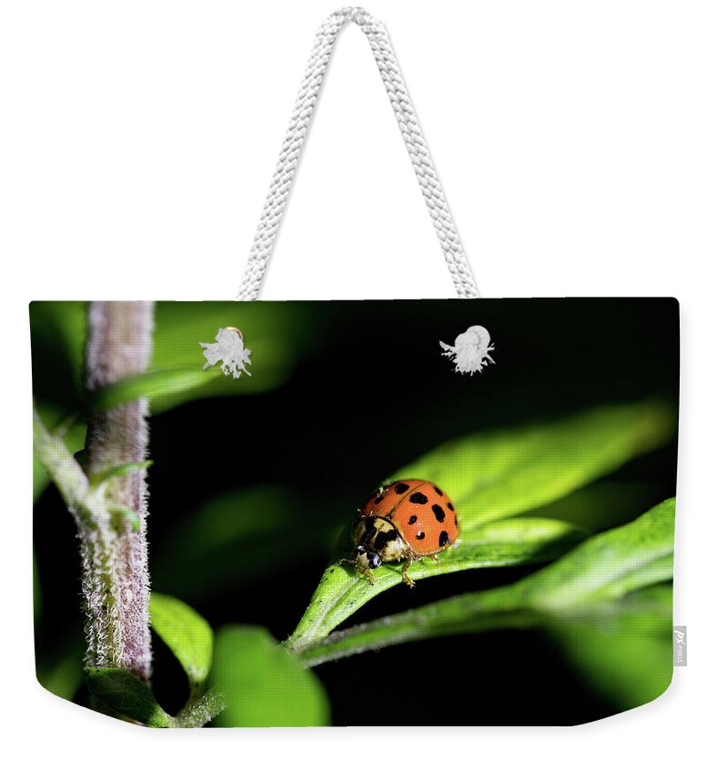 Animals Weekender Tote Bag featuring the photograph Ladybug - Nature Photography by Amelia Pearn