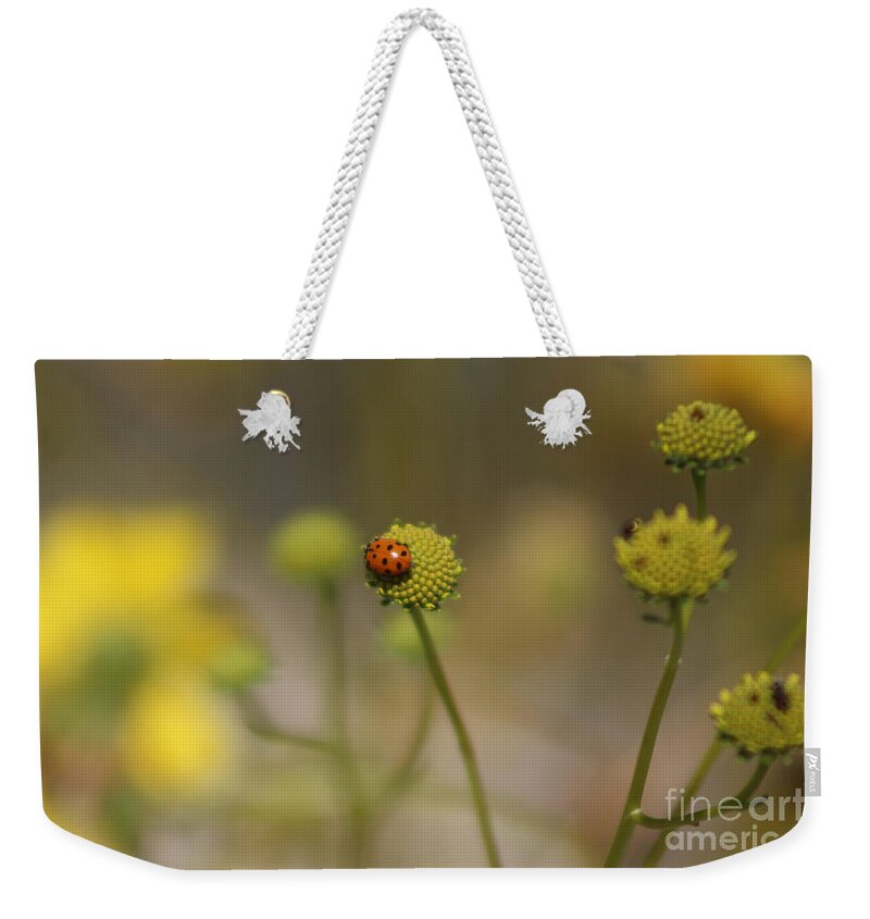 Red Weekender Tote Bag featuring the photograph Ladybug on Lemon Yellow Wildflowers Coachella Valley Wildlife Preserve by Colleen Cornelius