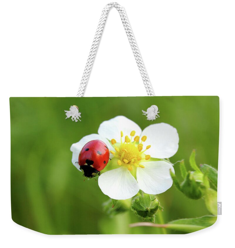 Ladybug Weekender Tote Bag featuring the photograph Ladybug On White Flower Macro by Mikhail Kokhanchikov