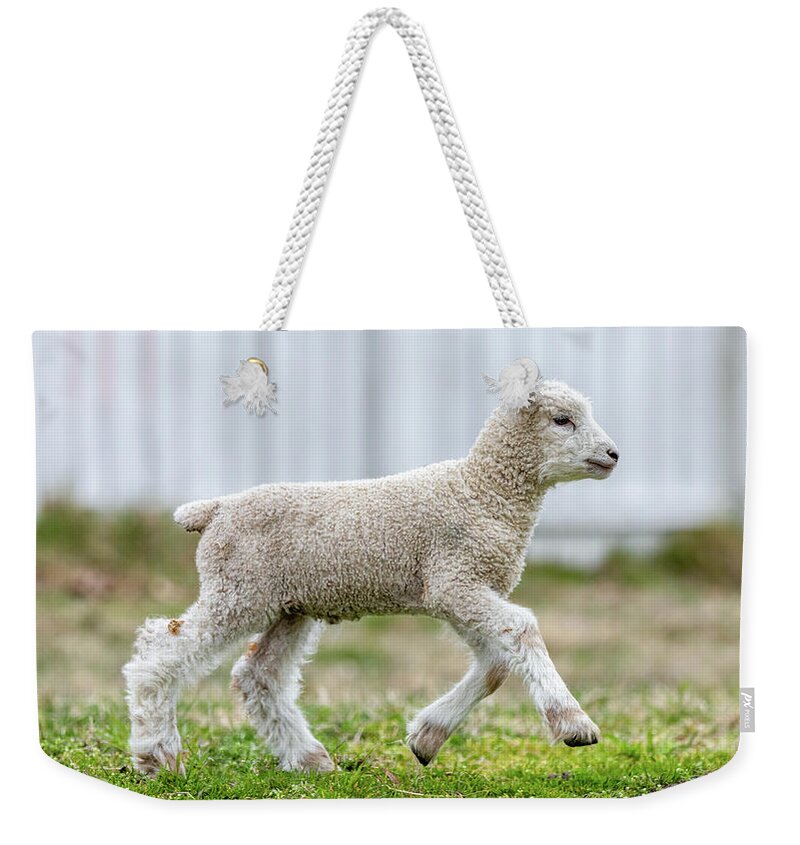 Sheep Weekender Tote Bag featuring the photograph Lamb Running by Lara Morrison