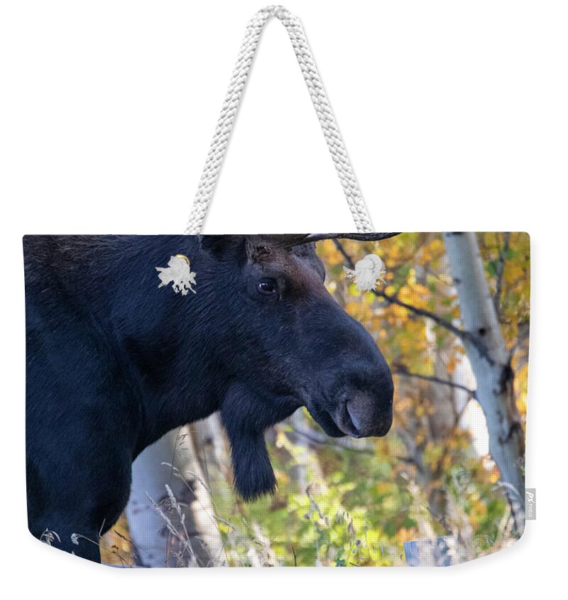 Bull Moose In Autumn Aspens Weekender Tote Bag featuring the photograph Large Bull Moose In Autumn Foliage by Dan Sproul