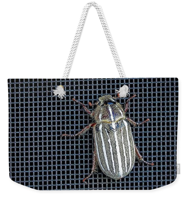 Insect Weekender Tote Bag featuring the photograph Large Watermealon Beetle by David Desautel