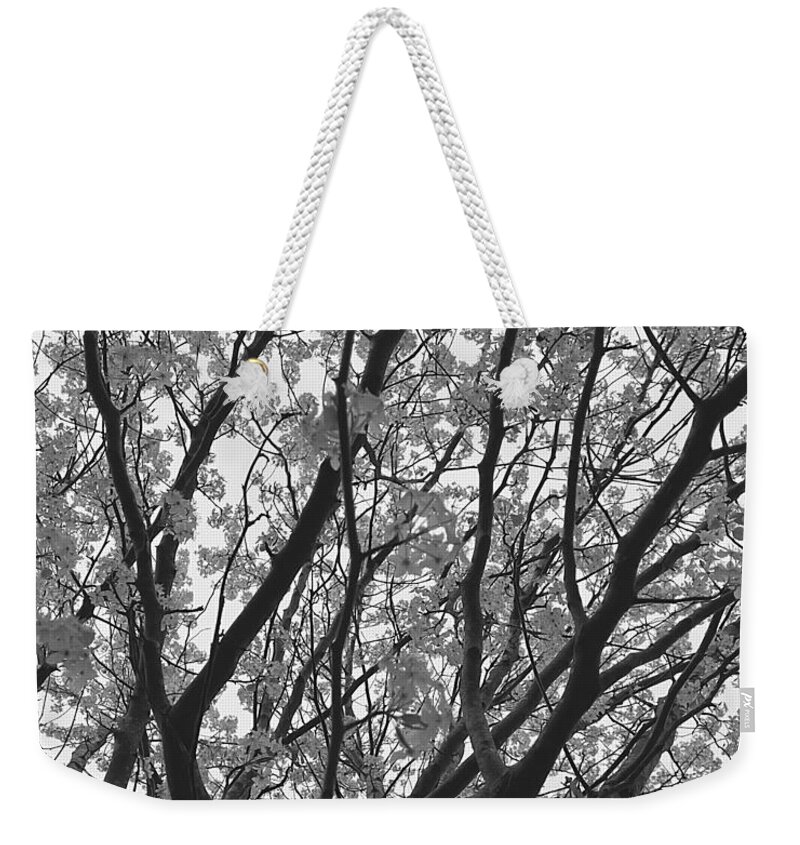 Tree Weekender Tote Bag featuring the photograph Last Day of Winter by Lee Darnell
