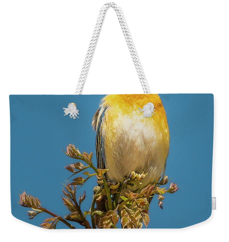 Boise Idaho Weekender Tote Bag featuring the photograph Lazuli Bunting by Mark Mille