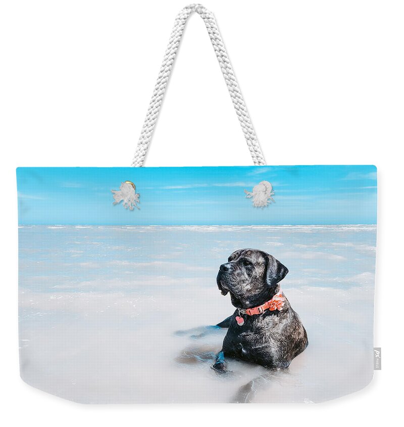 Cane Corso Weekender Tote Bag featuring the photograph Lazy Days - Daisy the Cane Corso at the Beach by Bonny Puckett