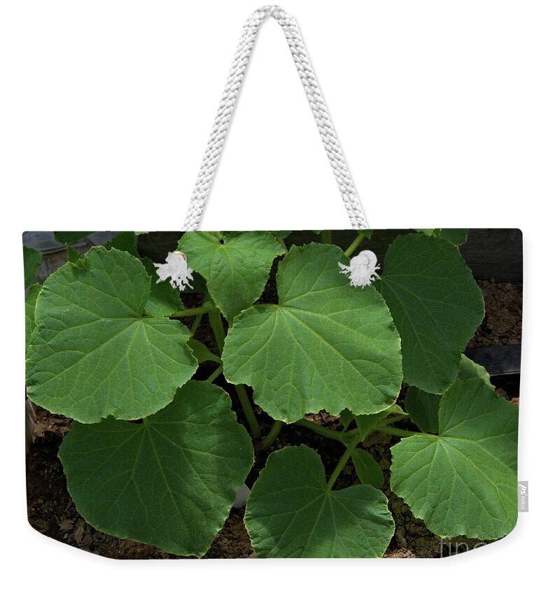 Leaf Weekender Tote Bag featuring the photograph Leaf Pattern and Texture by Kae Cheatham