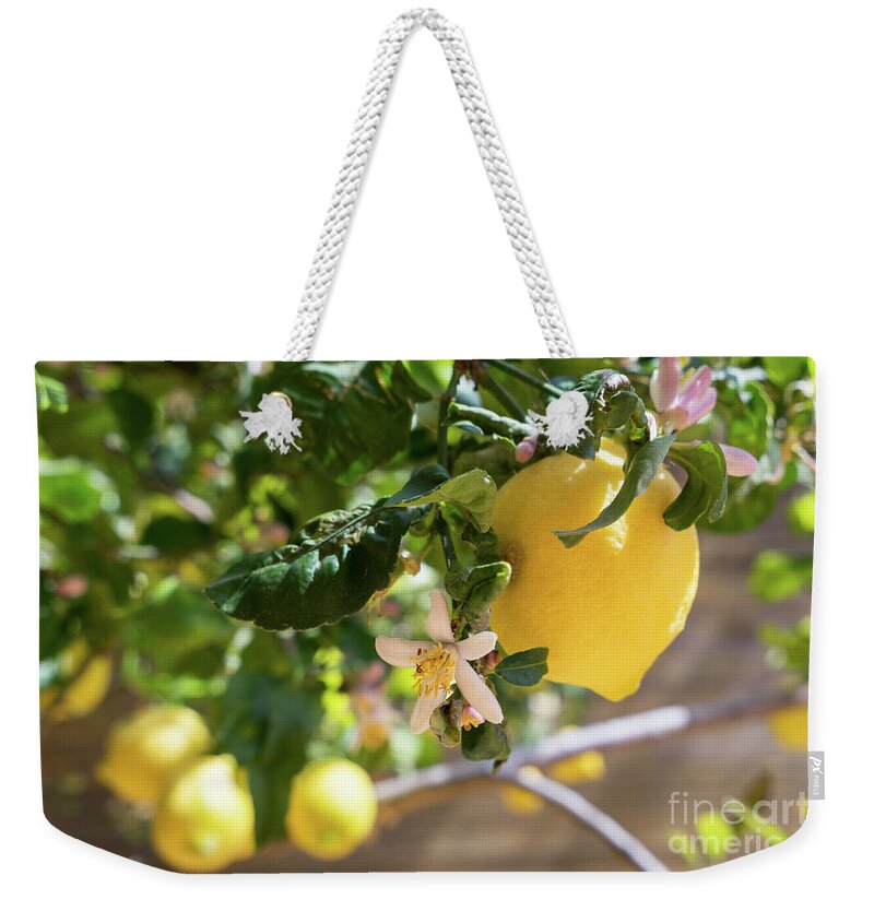 Lemon Tree Weekender Tote Bag featuring the photograph Lemon blossoms and lovely lemon in the Mediterranean garden by Adriana Mueller