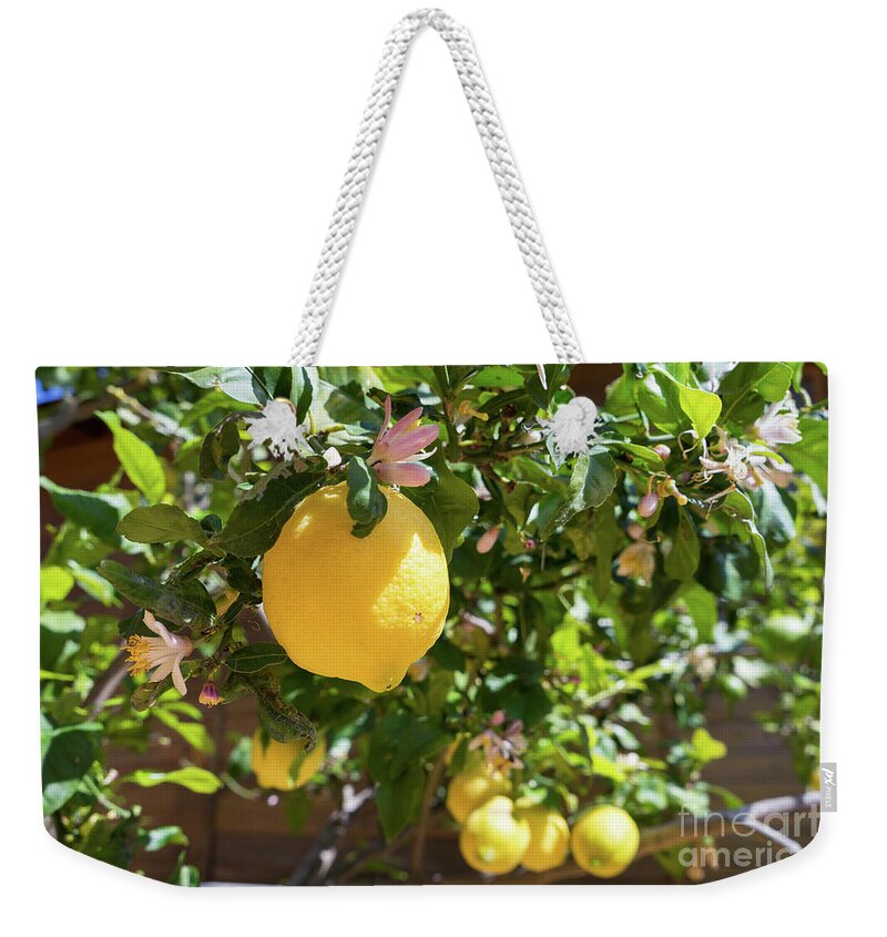 Lemon Tree Weekender Tote Bag featuring the photograph Blooming lemon tree in the Mediterranean garden by Adriana Mueller