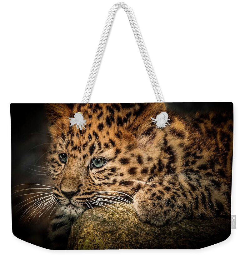 Wild Animal Weekender Tote Bag featuring the photograph Leopard Cub by Chris Boulton