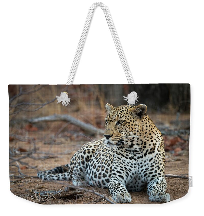 Leopard Weekender Tote Bag featuring the photograph Leopard of South Africa by Bill Cubitt