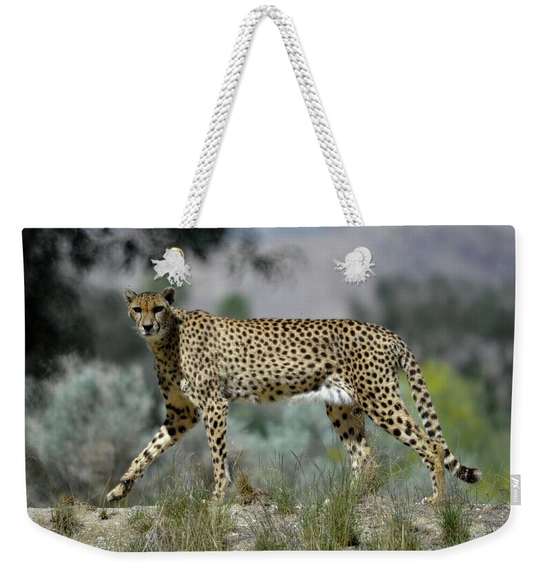 Cheetah Weekender Tote Bag featuring the photograph Cheetah On the Prowl by Bonnie Colgan