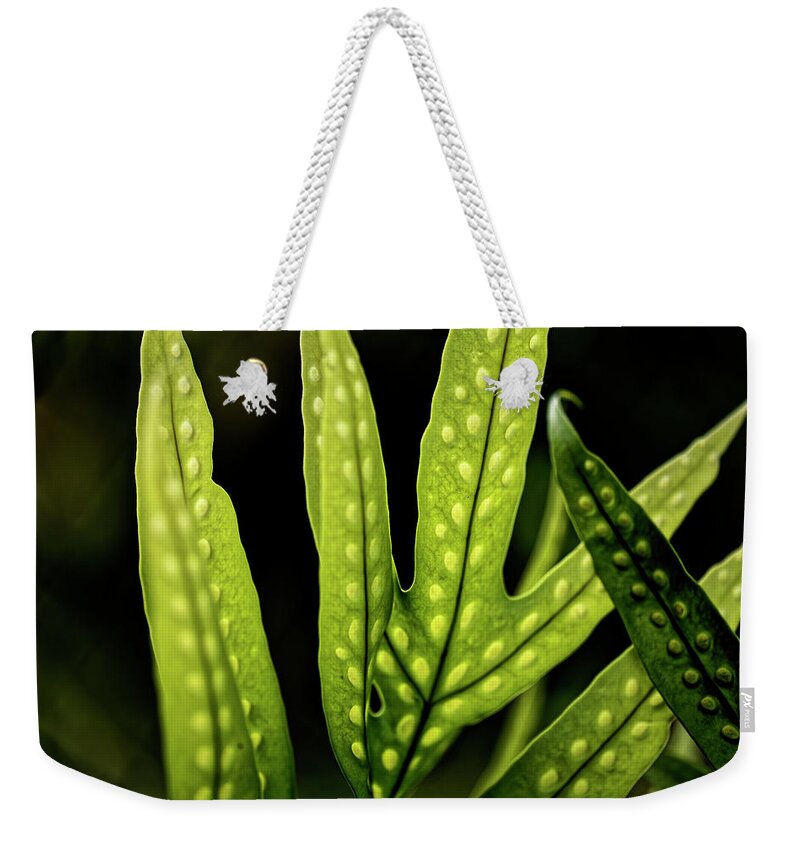 Ferns Weekender Tote Bag featuring the photograph Light Reveals All by Heidi Fickinger