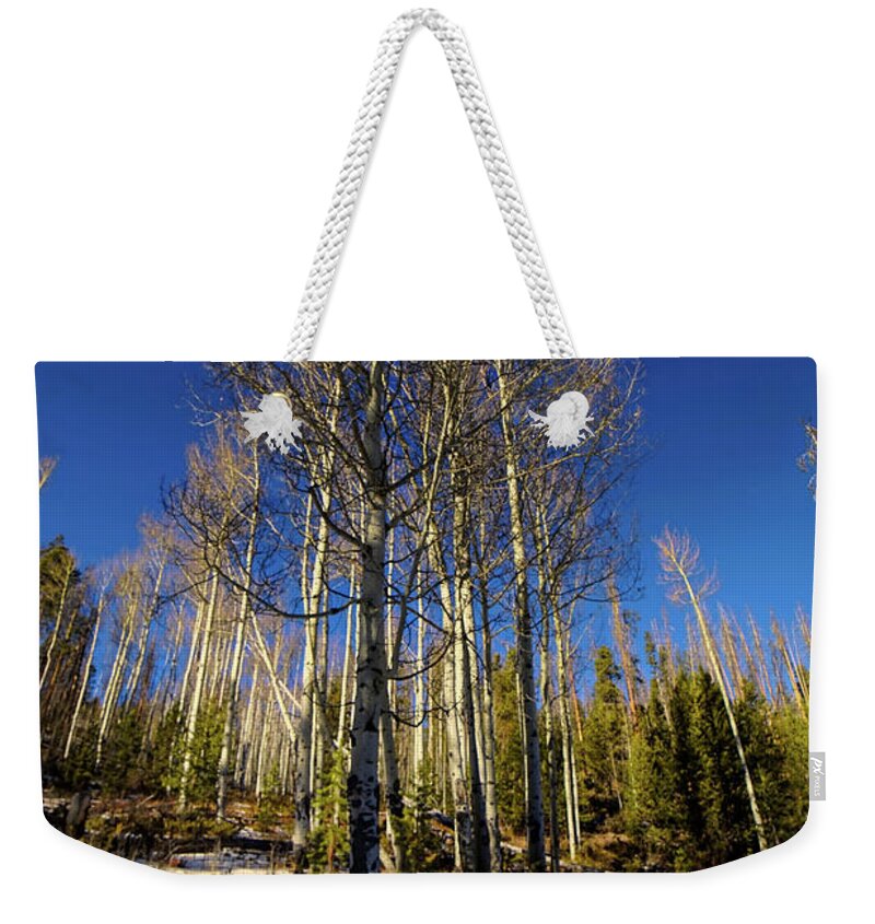 Colorado Aspens Weekender Tote Bag featuring the photograph Light Through The Forest by Cathy Anderson