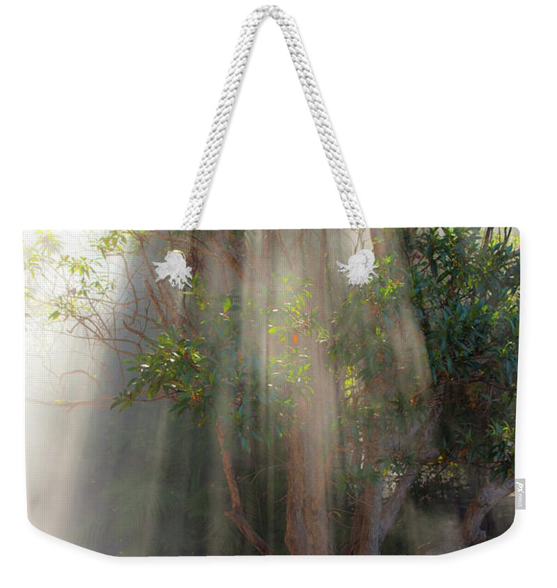 Fall Weekender Tote Bag featuring the photograph Lightbeams through tree by Sheila Smart Fine Art Photography