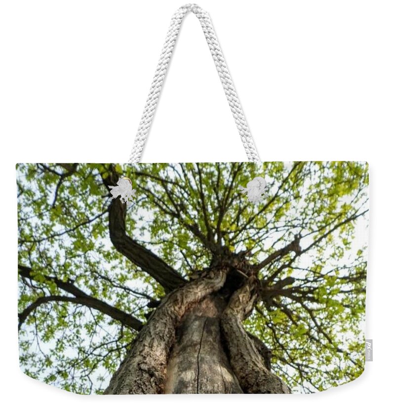 Tree Weekender Tote Bag featuring the photograph Portrait of a Tree by Amanda R Wright
