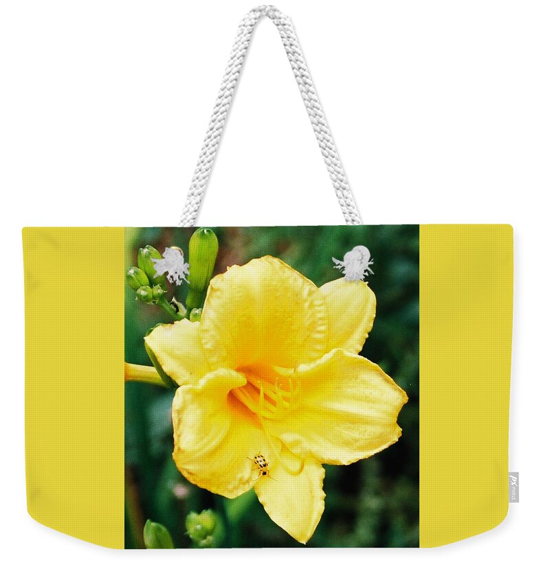 Stella D'oro Weekender Tote Bag featuring the photograph Lil' Bug on Stella D'Oro by Nancy Ayanna Wyatt