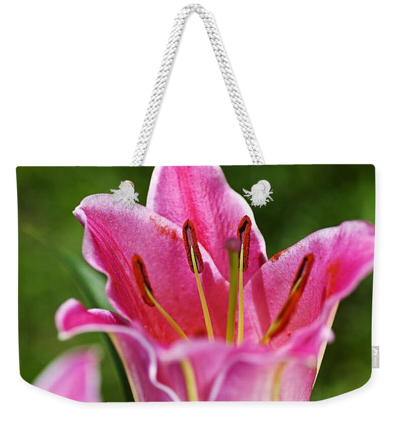 Lily Flower Pink Weekender Tote Bag featuring the photograph Lily Flower Pink by Joy Watson