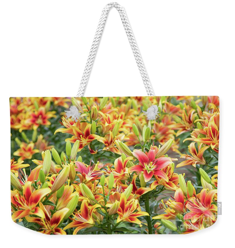 Gardens Weekender Tote Bag featuring the photograph Lilycrest Lilymania by Marilyn Cornwell