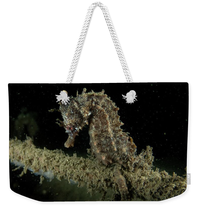 Fish Weekender Tote Bag featuring the photograph Lined Seahorse by Brian Weber