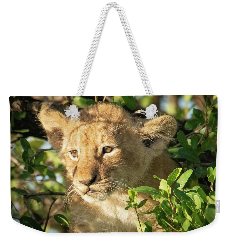 Lion Weekender Tote Bag featuring the photograph Lion cub 1214 by Janis Knight