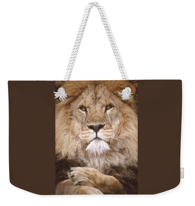 Lion Weekender Tote Bag featuring the photograph Lion King Staring by Russel Considine