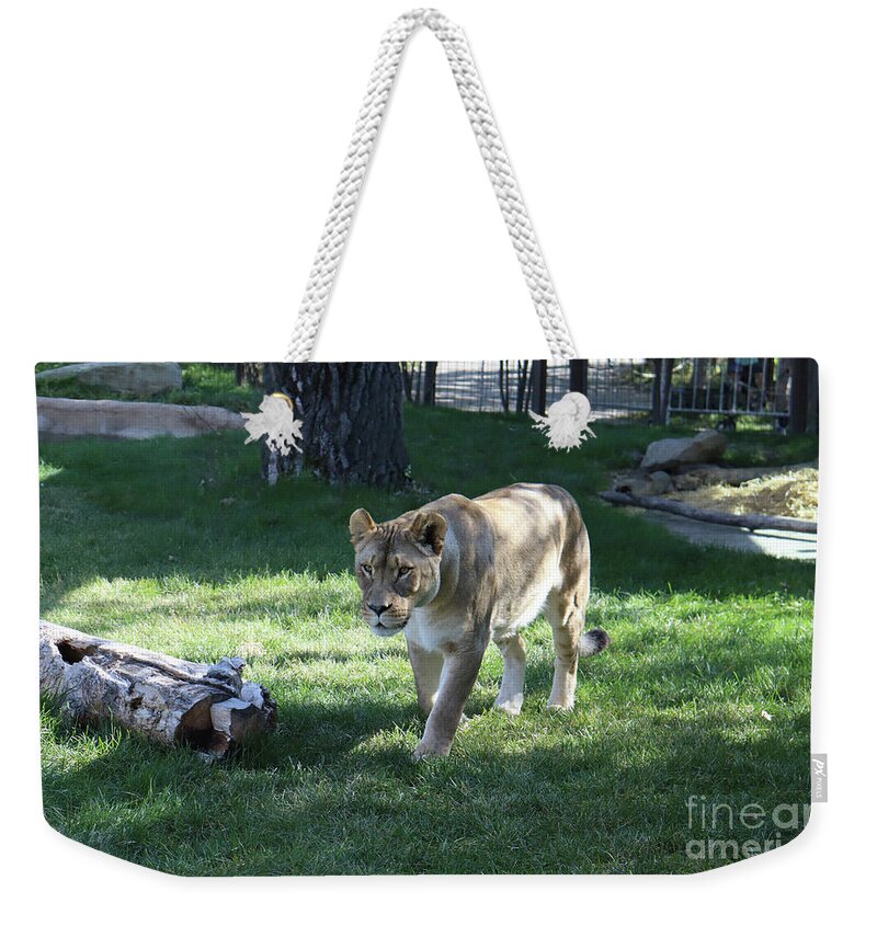 Lion Weekender Tote Bag featuring the photograph Lioness by Lisa Mutch