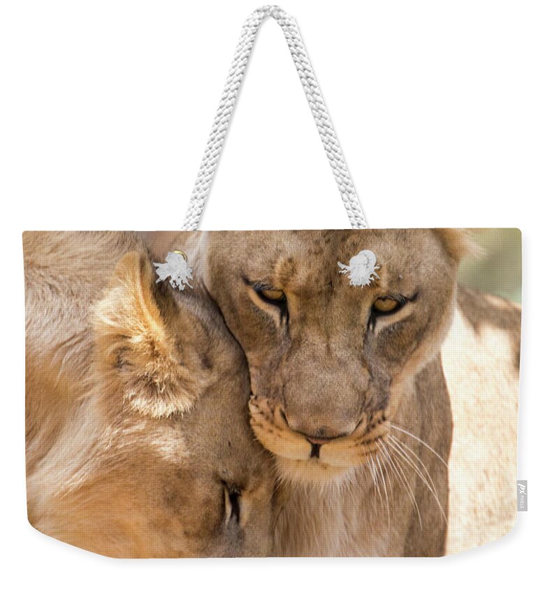 Lion Weekender Tote Bag featuring the photograph Lioness with cub by Sheila Smart Fine Art Photography