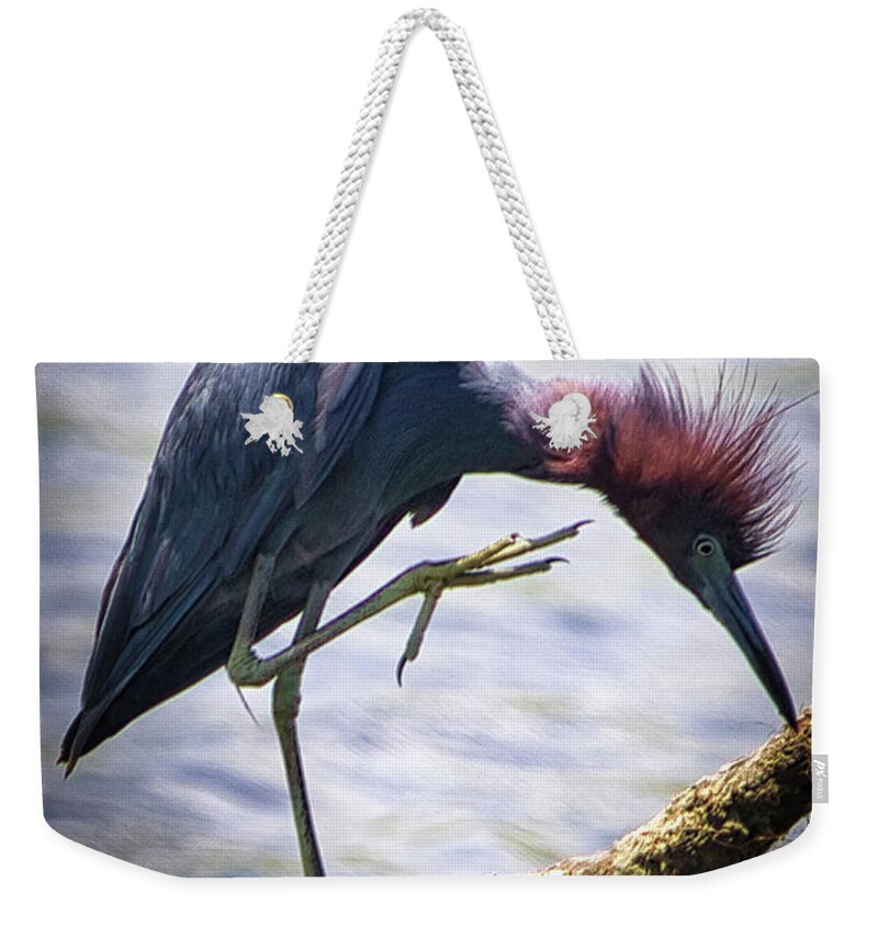 Heron Weekender Tote Bag featuring the photograph Little Blue Heron Perched by Rene Vasquez