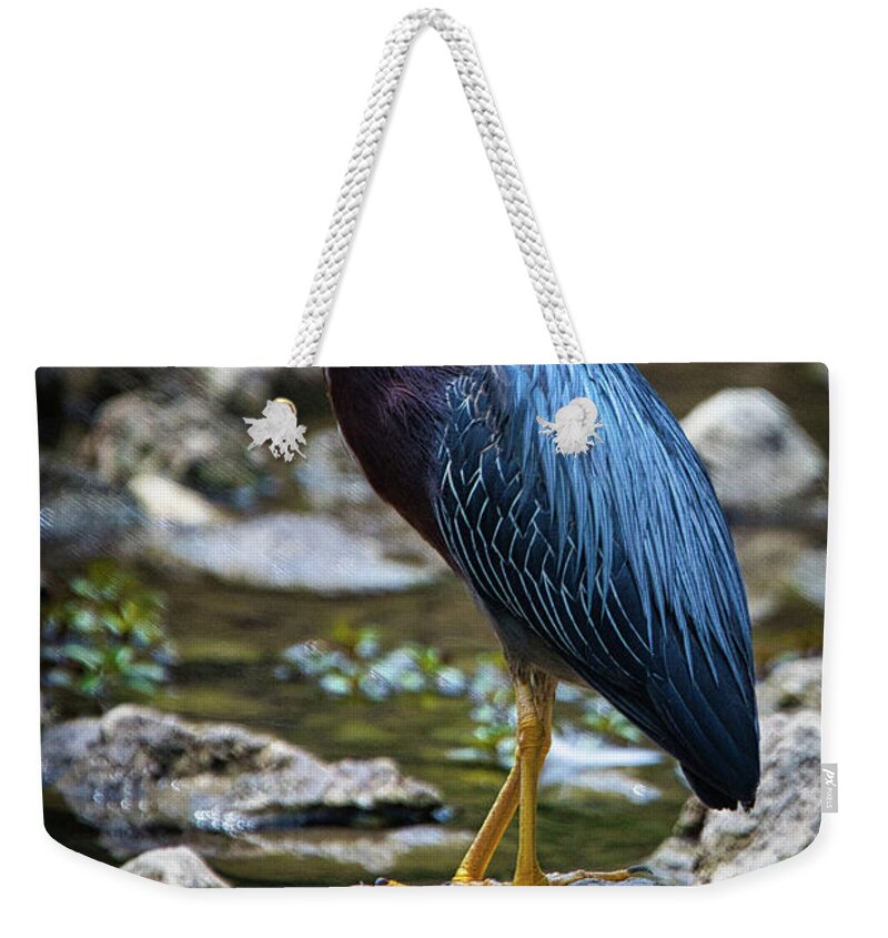 Heron Weekender Tote Bag featuring the photograph Little Green Heron by Rene Vasquez