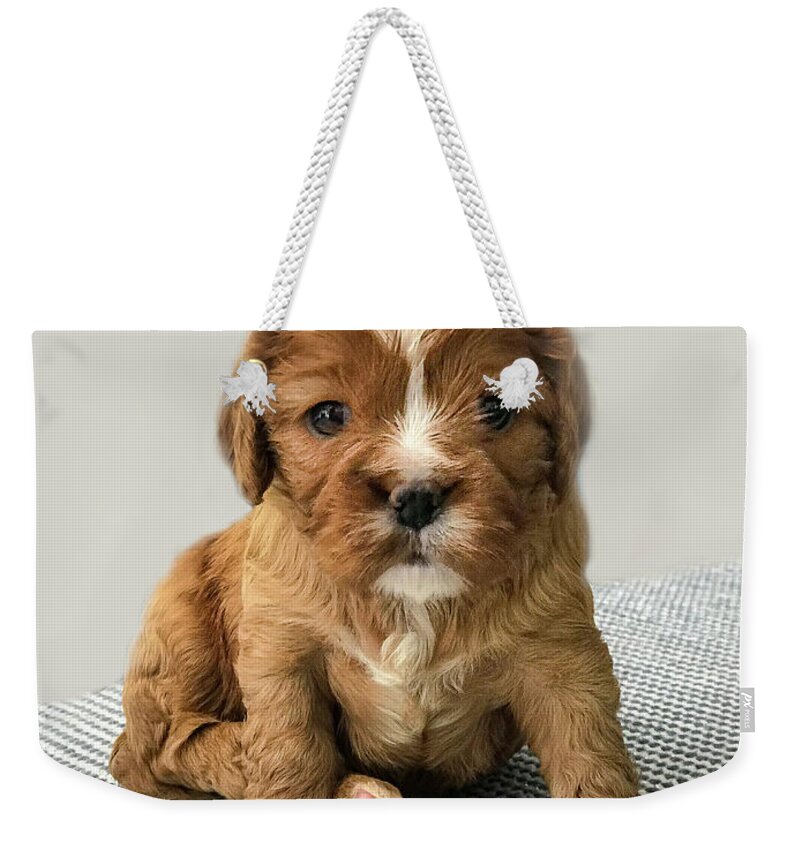 Cavalier Weekender Tote Bag featuring the photograph Little Miss Millie by Marilyn Cornwell