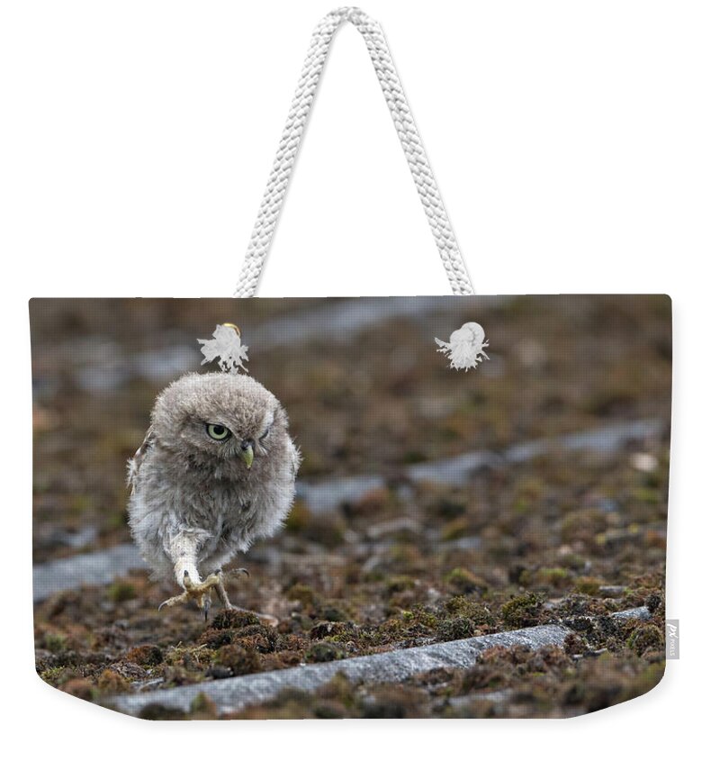 Little Weekender Tote Bag featuring the photograph Little Owlet On The Prowl by Pete Walkden