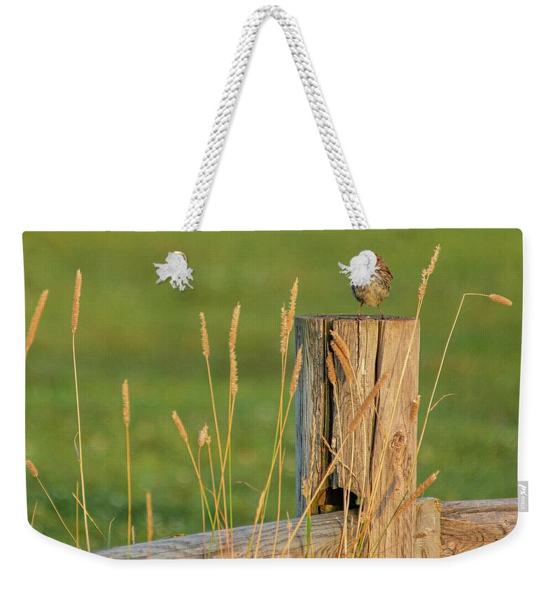 Bird Weekender Tote Bag featuring the photograph Little Sparrow by Marcy Wielfaert