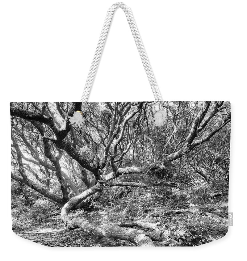 Live Oak Tree Weekender Tote Bag featuring the photograph Live Oak in Fort Macon State Park by Bob Decker