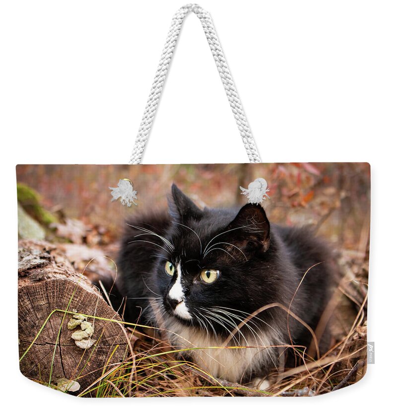Cat Weekender Tote Bag featuring the photograph Longhair Tuxedo Cat by Kristia Adams