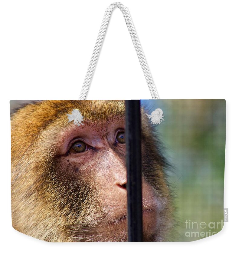 Monkey Weekender Tote Bag featuring the photograph Longing by Yvonne M Smith