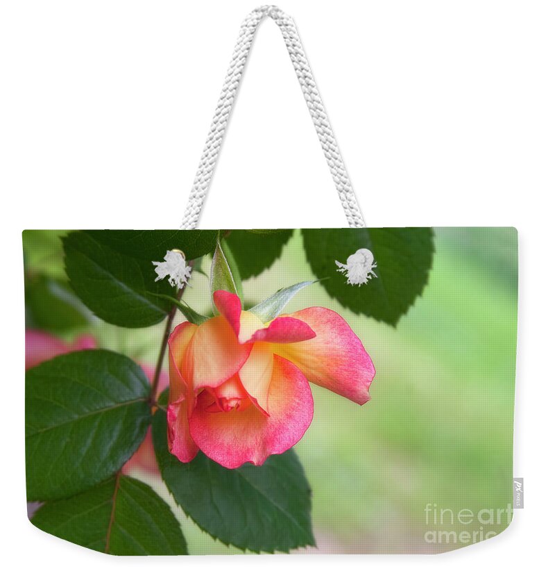 Rose Weekender Tote Bag featuring the photograph Looking Down by Joan Bertucci