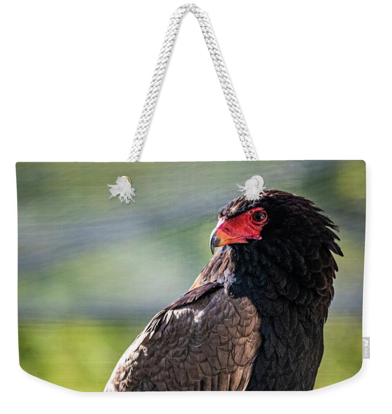 Bird Weekender Tote Bag featuring the photograph Looking Over My Shoulder by David Levin