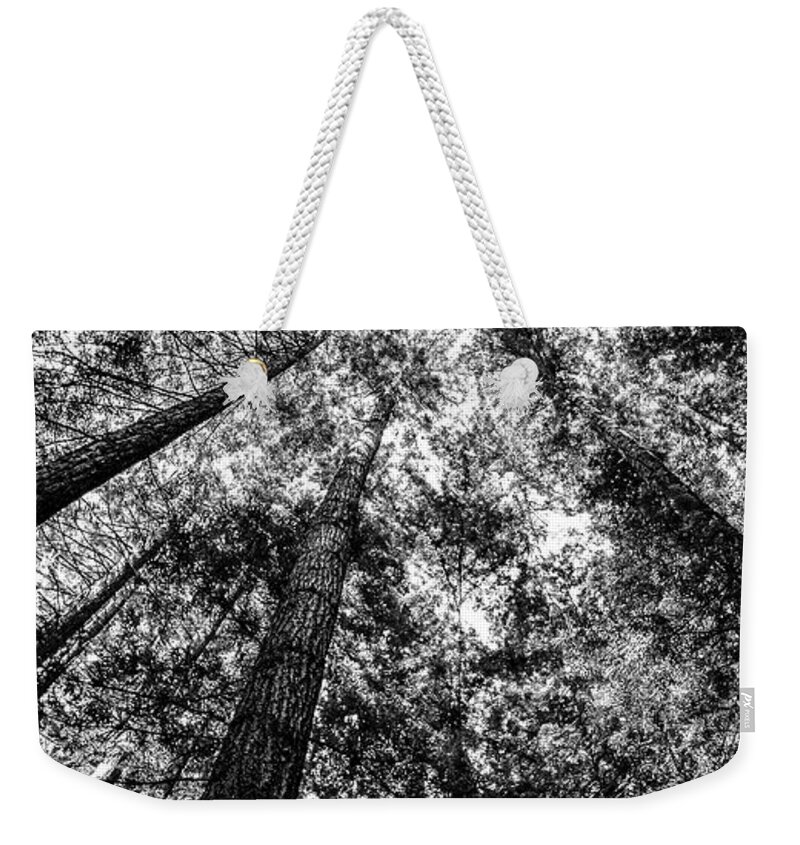 Four Seasons Weekender Tote Bag featuring the photograph Looking up into the Trees by Mike Fusaro