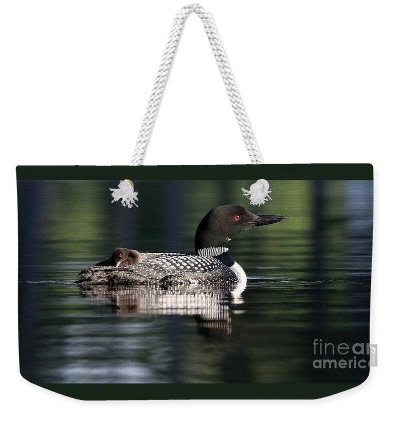 Common Loon Weekender Tote Bag featuring the photograph Loon Piggy Back by Sandra Huston