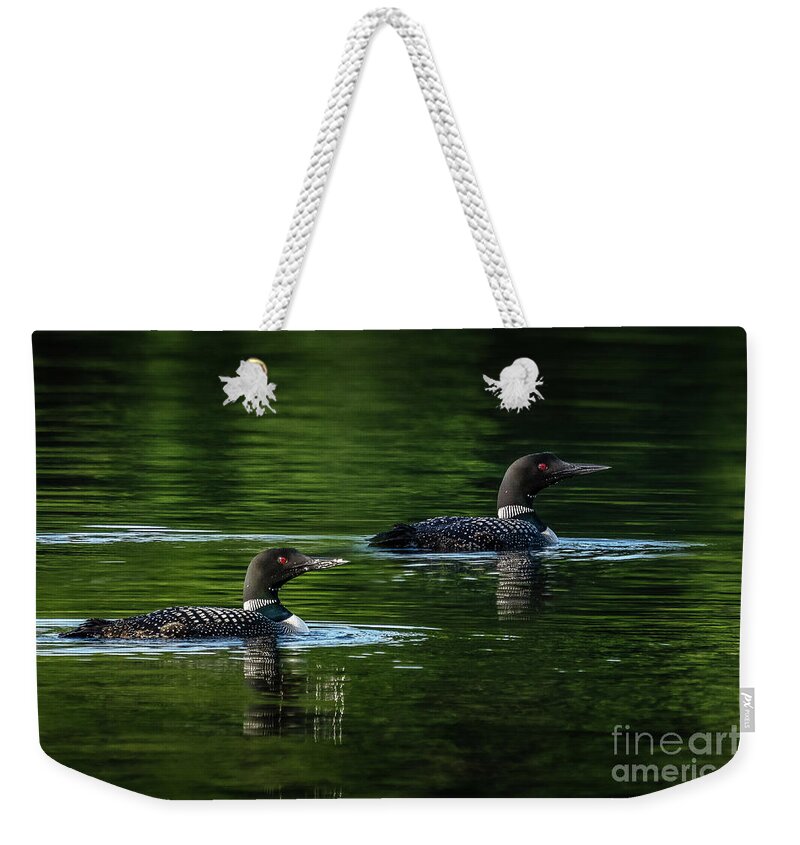 Loon Weekender Tote Bag featuring the photograph Loons Swimming by Bill Frische
