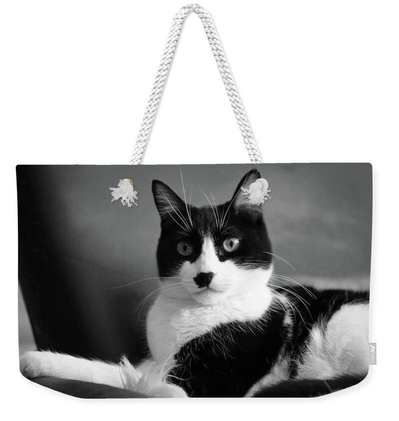 Cat Weekender Tote Bag featuring the photograph Lord of the Manor bw by Bonnie Follett