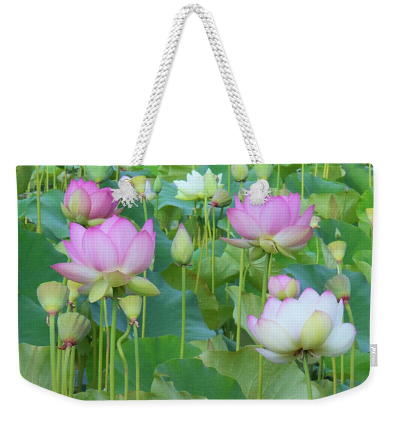 Lotus Blooms Weekender Tote Bag featuring the photograph Lotus Flowers by Ram Vasudev