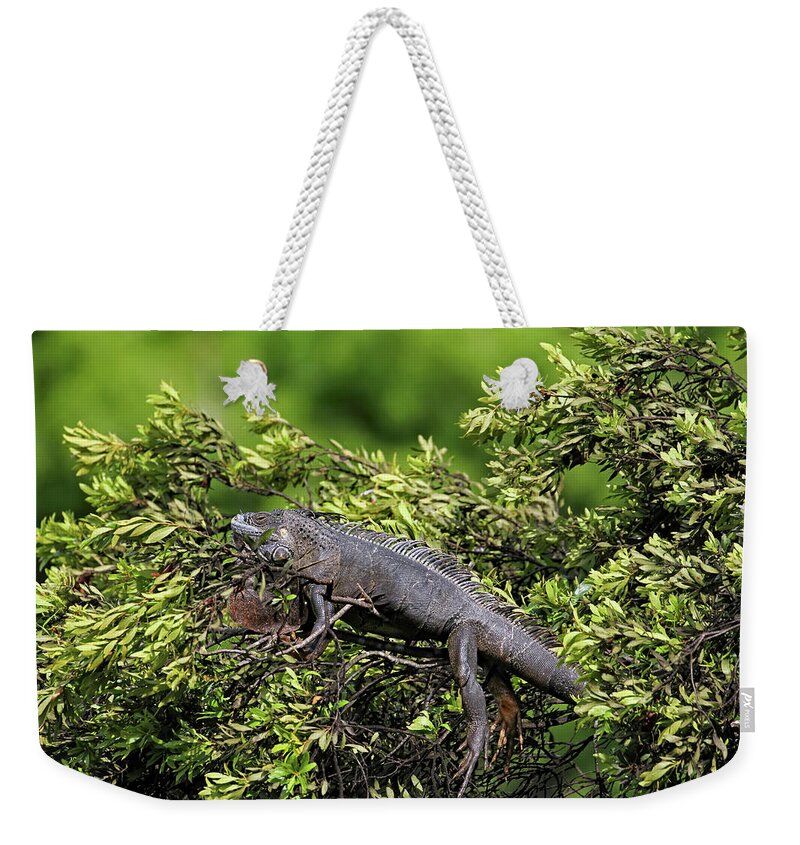 Florida Weekender Tote Bag featuring the photograph Lounging Lizard by Jennifer Robin