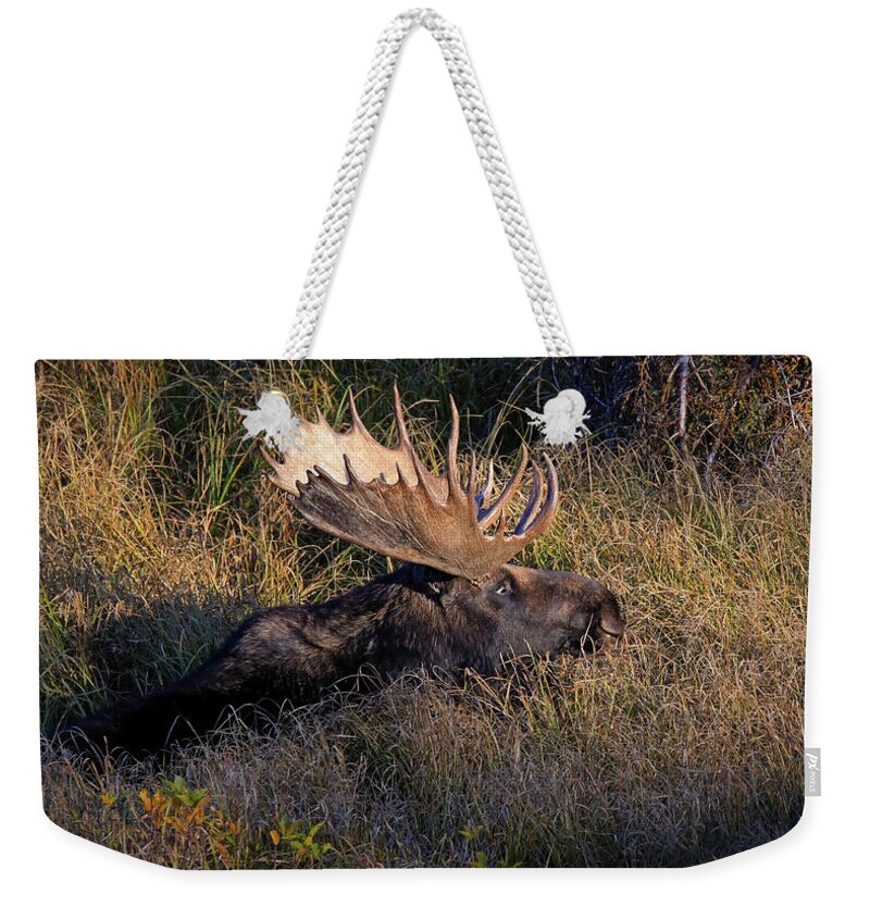 Lounging Moose Weekender Tote Bag featuring the photograph Lounging Moose by Dan Sproul