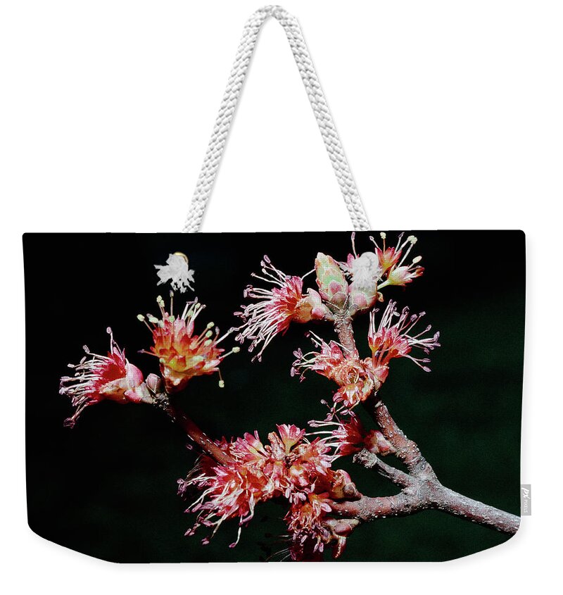 Macro Weekender Tote Bag featuring the photograph Maple Blossom by Steven Nelson